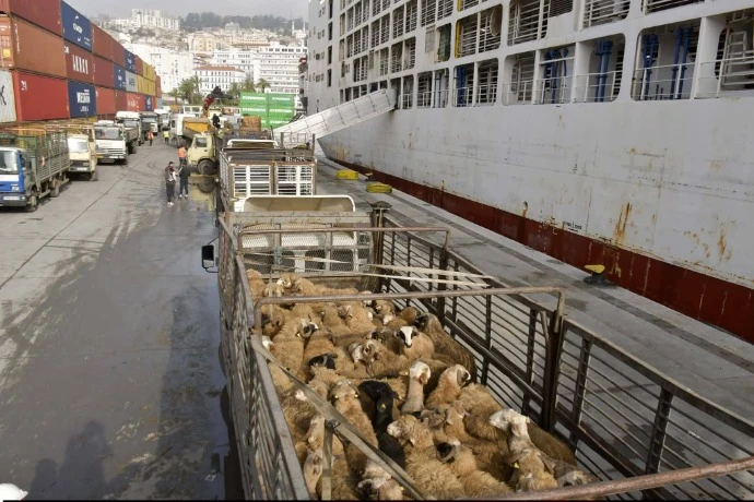 ميناء الجزائر: وصول شحنة جديدة من الأضاحي المستوردة