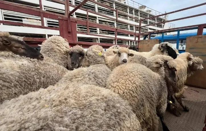 مستغانم: رسو باخرتين محملتين بأكثر من 36 ألف رأس غنم قادمة من رومانيا وإسبانيا