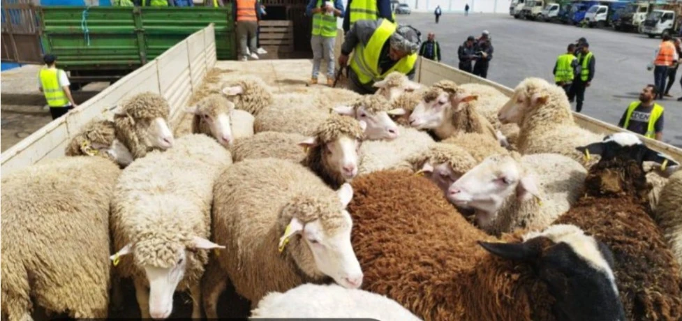 ميناء وهران  : وصول باخرتين محملتين بأكثر من 36 ألف رأس غنم قادمة من اسبانيا