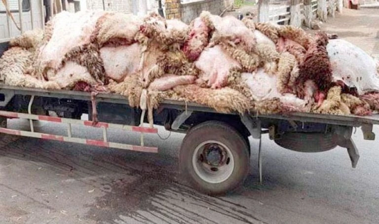 مديرية الصناعة تطلق حملة لجمع جلود الأضاحي  بعد نجاح العملية في العام الماضي