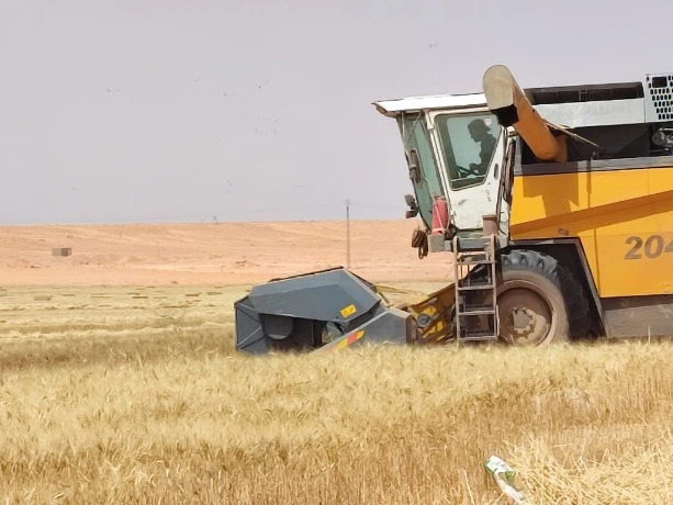 تيميمون : نحو تخصيص 10000 هكتار لزراعة الحبوب برسم الموسم الجديد