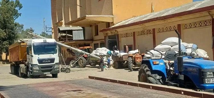 تيارت... تواصل عمليات الحصاد وجمع المحاصيل  مع حركية متزايدة لاستقبال وتخزين الحبوب