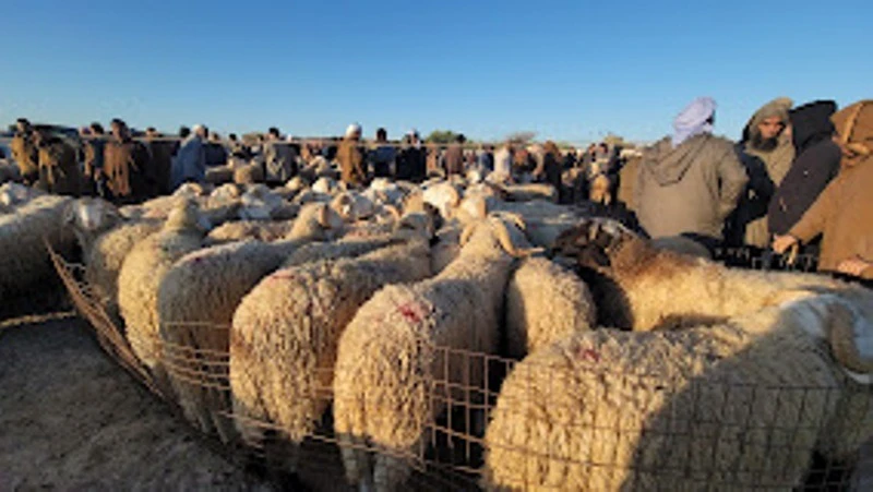 سيدي بلعباس : الشروع في بيع الأضاحي المستوردة ضمن الحصة الثانية