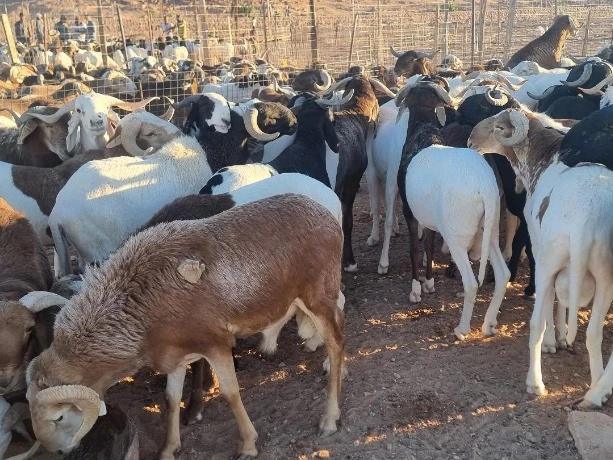 أسواق الماشية بتندوف ... أسعار الأضاحي ما بين 90 ألف دج و140 ألف دج