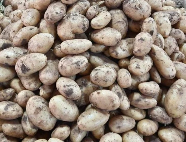 انطلاق عملية جني البطاطا الموسمية بغليزان  ...توقعات بتحقيق إنتاج  يفوق  130 ألف قنطار