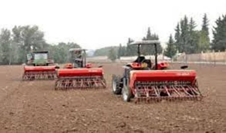 بعد ارتواء الأرض بأكثر من 58 ملم بسيدي بلعباس .. توسيع مساحات زراعة  الحبوب إلى 45 ألف هكتار