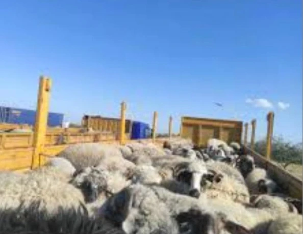 غليزان تتجهز لاستقبال الأضاحي المستوردة : تخصيص 12 نقطة بيع وأخريين للحجر الصحي