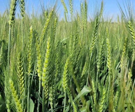 كل المؤشرات تبعث على التفاؤل قبيل موعد الحصاد  : الأمطار تنعش أراضي الفلاحين وتعزز الإنتاج المحلي