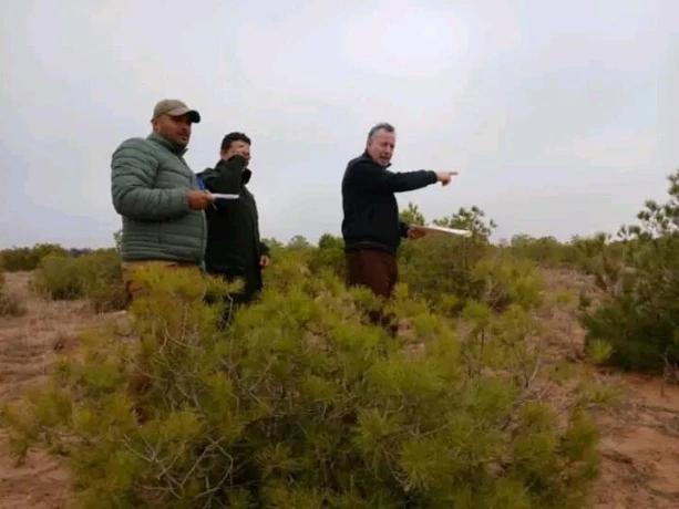 استعدادا لغرس 50 ألف شجيرة بسيدي احمد .....محافظة الغابات تباشر عملية الحفر والتهيئة