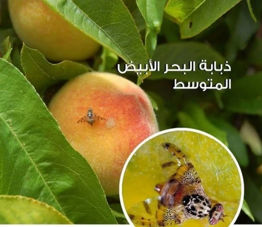 بحضور الفلاحين وأصحاب المستثمرات...يوم تحسيسي حول أضرار ذبابة البحر الأبيض المتوسط بمستغانم