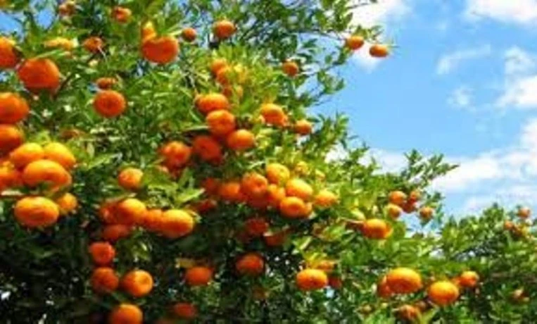 شعبة الحمضيات بالشلف  ... توقع إنتاج مليون و 300 قنطار هذا الموسم