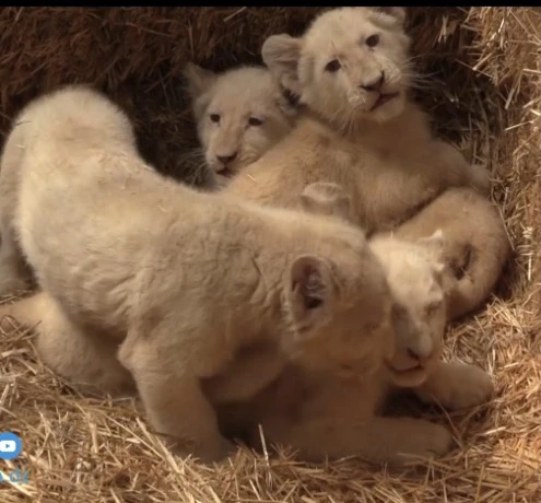 ميلاد 5 أشبال أسود بيضاء بحديقة بن عكنون بالجزائر العاصمة