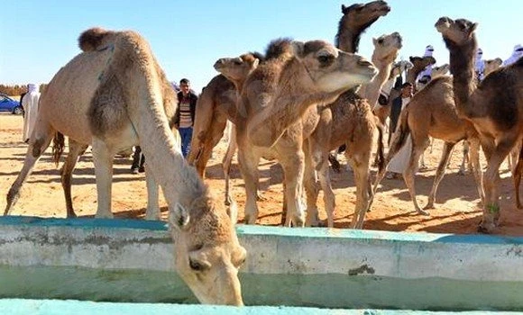 قسنطينة: دعوة إلى تطوير الأبحاث العلمية في شعبة الإبل