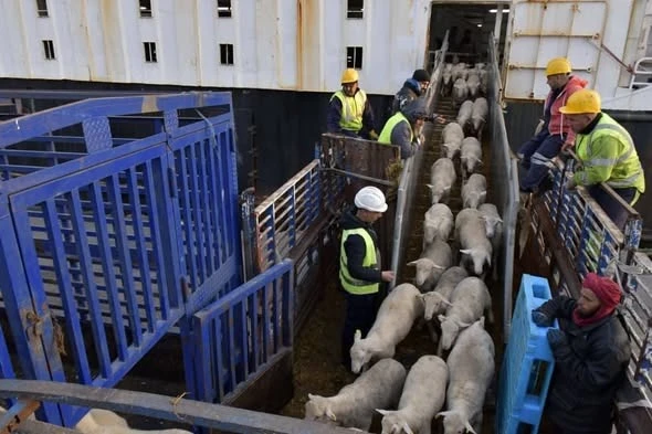 ميناء الجزائر: وصول أول شحنة من الأغنام المستوردة تحسبا لعيد الأضحى