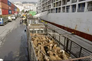 ميناء الجزائر: وصول شحنة جديدة من الأضاحي المستوردة