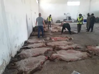 دوريات مكثفة لضمان نظافة طجمع 20طنا من جلود الأضاحي