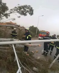 سقوط أشجار وأعمدة كهربائية… والحماية المدنية في الميدان بسعيدة