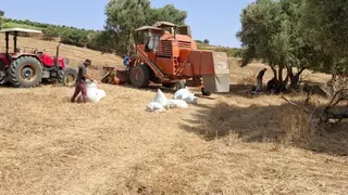 مستغانم...  إنتاج أزيد من 221 ألف قنطار من الحبوب