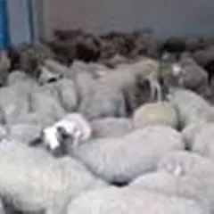 عين تموشنت  :تخصيص 15 ألف أضحية مستوردة عبر 8 نقاط بيع