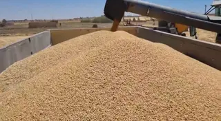 للرفع من مردودية الإنتاج لهذا الموسم :مديرية الفلاحة بتيارت ترافق منتجي الحبوب