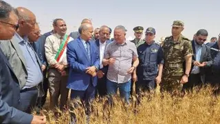 البيض ... انطلاق موسم الحصاد والدرس وسط توقعات بإنتاج 50 قنطاراً في الهكتار من الحبوب
