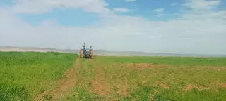 رغم تأخر الفلاحين عن الحملة في بداية الموسم...المساحات المحروثة بسعيدة تتجاوز الـ73 ألف هكتار