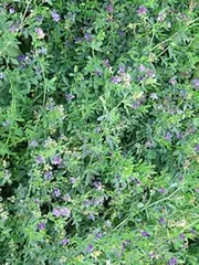 تستعمل كعلف لتغذية المواشي :  مردود وفير  لنبتة "الفصة"  بسعيدة