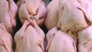 سعيدة:  سعر الدجاج يتهاوى إلى 220 دج للكلغ