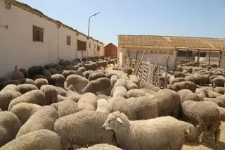 الأبيض سيدي الشيخ : استقبال أول شحنة من الأضاحي المستوردة