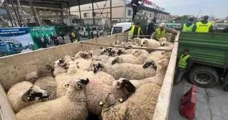 مستغانم: رسو باخرة محملة ب 14500 رأس غنم قادمة من رومانيا