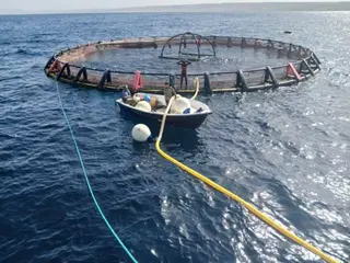 قطاع الصيد البحري بمستغانم يراهن على تربية المائيات.... استزراع 540 ألف يرقة من سمك القجوج بستيديا