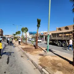 حملة التشجير متواصلة بتندوف  ....غرس 300 شجرة من صنف الأرقان