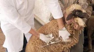 لتقديم الرعاية الصحية للحيوانات بمستغانم ...توزيع اللقاحات على البياطرة الخواص