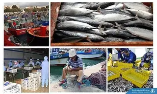الصيد البحري: توقيع اتفاقيات للبيع المباشر "من المنتج إلى المستهلك" خلال شهر رمضان