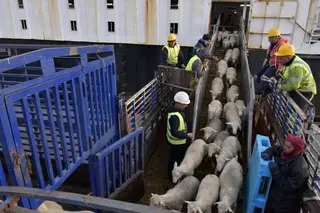 ميناء الجزائر: وصول أول شحنة من الأغنام المستوردة تحسبا لعيد الأضحى